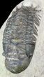 Bargain, Crotalocephalina Trilobite #56000-3